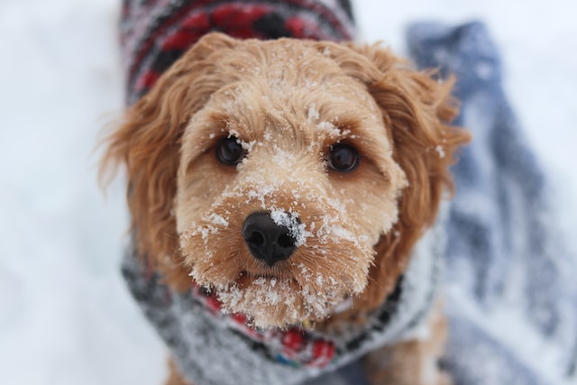 Cuddle cavapoo sales